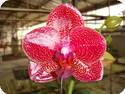 Phal. Allura Mituo Sun Queen 3 AM/AOS